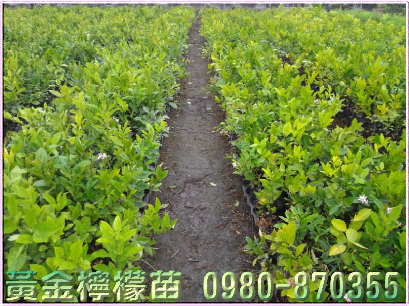 黃金檸檬苗,黃金檸檬樹苗,檸檬苗,0980870355,林聯肯,森聯茂種苗園,檸檬幼苗,黃金檸檬苗買賣,檸檬嫁接苗,檸檬樹苗批發,黃金檸檬苗批發,黃金檸檬樹苗,四季檸檬苗,無子檸檬苗,無籽檸檬苗