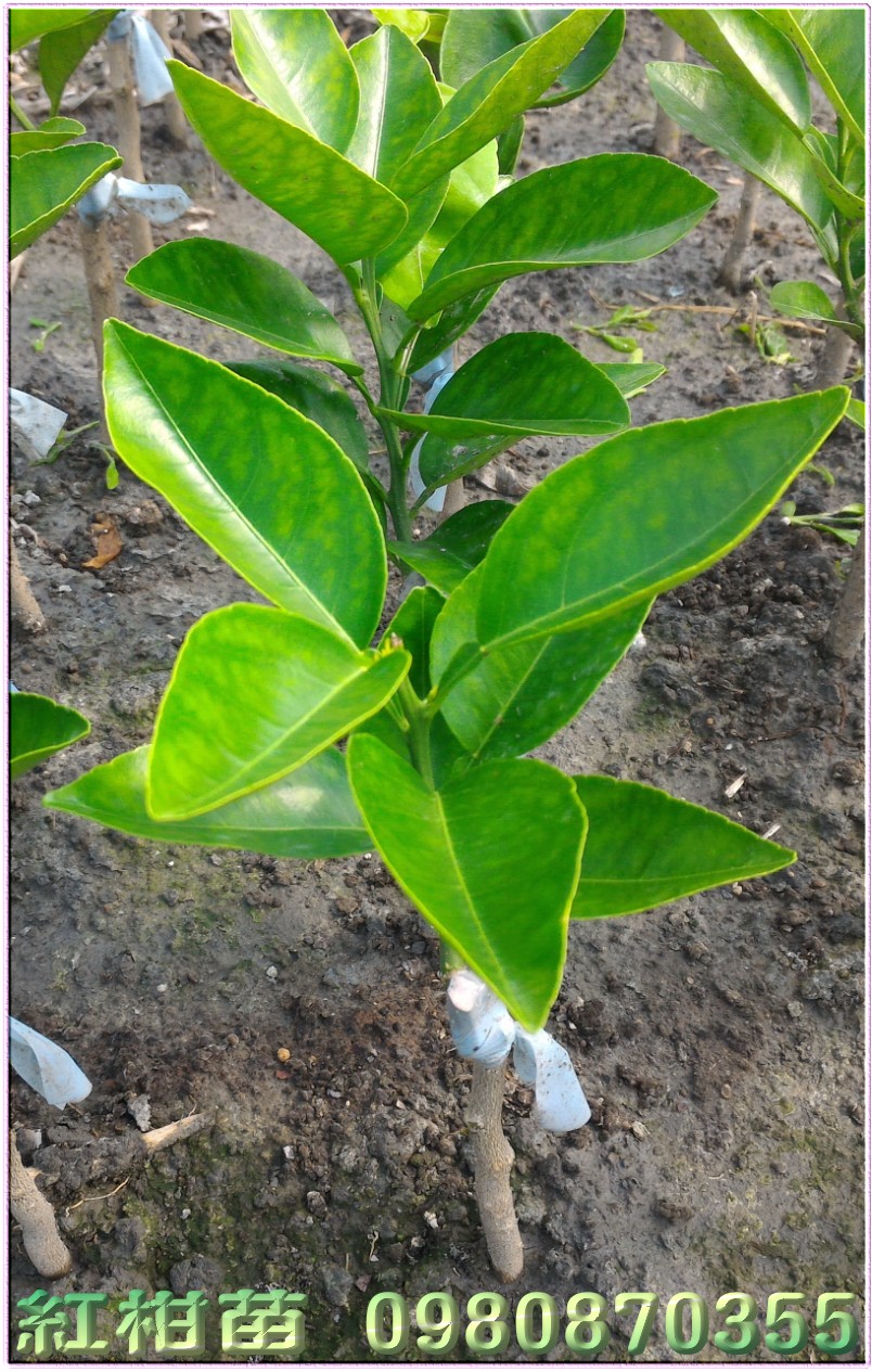 美人柑苗,紅柑苗,0980870355,林聯肯,森聯茂種苗園,美人柑樹苗,明尼桔柚苗,紅柑樹苗,紅柑果苗,紅柑種苗,紅柑苗買賣,紅柑苗批發