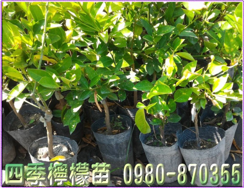 四季檸檬苗,檸檬樹苗,檸檬苗,四季檸檬苗買賣,檸檬樹苗買賣,檸檬苗買賣,四季檸檬苗批發,檸檬樹苗批發,檸檬苗批發,0980870355,林聯肯,森聯茂種苗園,檸檬幼苗,檸檬嫁接苗,四季檸檬樹苗