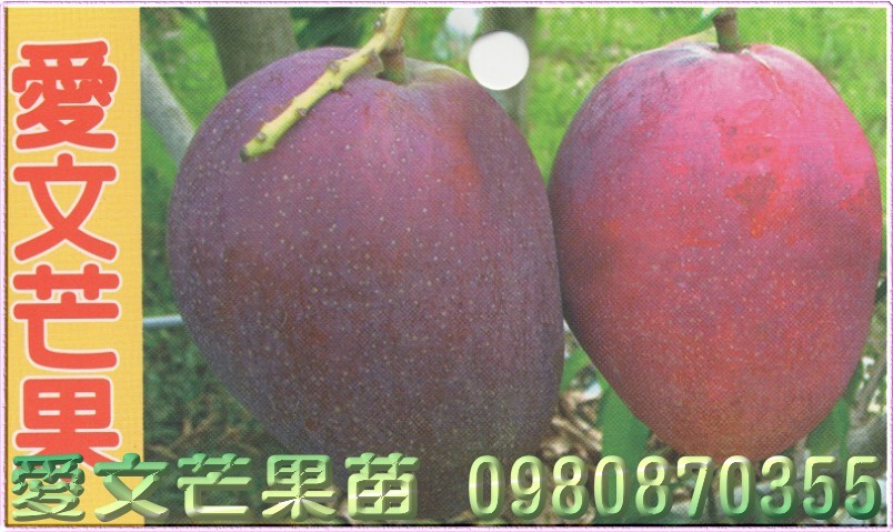 愛文芒果苗,愛文芒果樹苗,愛文芒果苗出售,愛文芒果種苗,愛文芒果果苗,芒果樹苗,芒果種苗,芒果果苗,芒果苗買賣,芒果苗批發
