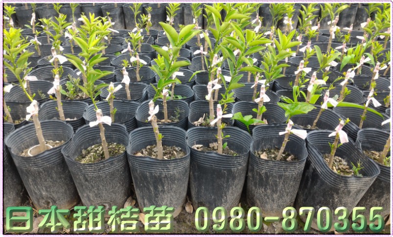 日本甜桔苗,甜桔苗,0980870355,林聯肯,森聯茂種苗園,日本甜桔種苗,日本甜桔果苗,日本甜桔樹苗,日本甜桔苗買賣,日本甜桔苗批發