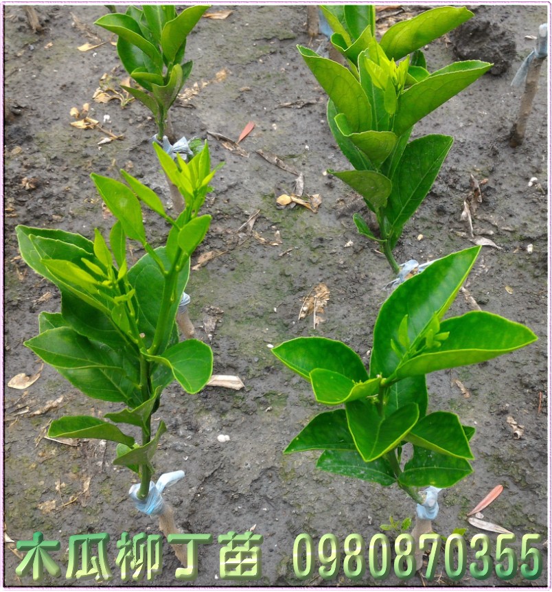 木瓜柳丁苗,木瓜蜜丁苗,0980870355,林聯肯,森聯茂種苗園,木瓜柳丁樹苗,木瓜蜜丁樹苗,木瓜柳丁果苗,木瓜蜜丁果苗,木瓜柳丁種苗,木瓜蜜丁種苗,木瓜柳丁苗買賣,木瓜蜜丁苗批發
