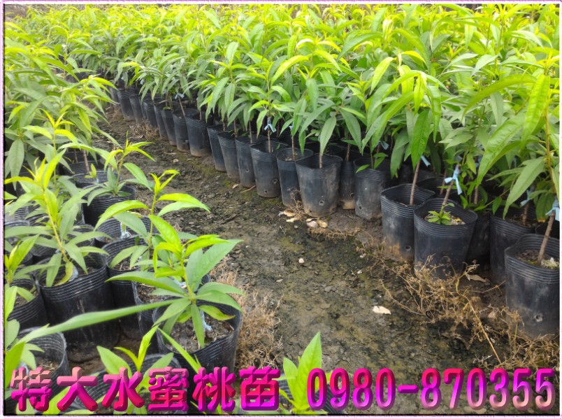 特大水蜜桃苗,特大水蜜桃苗買賣,特大水蜜桃苗批發