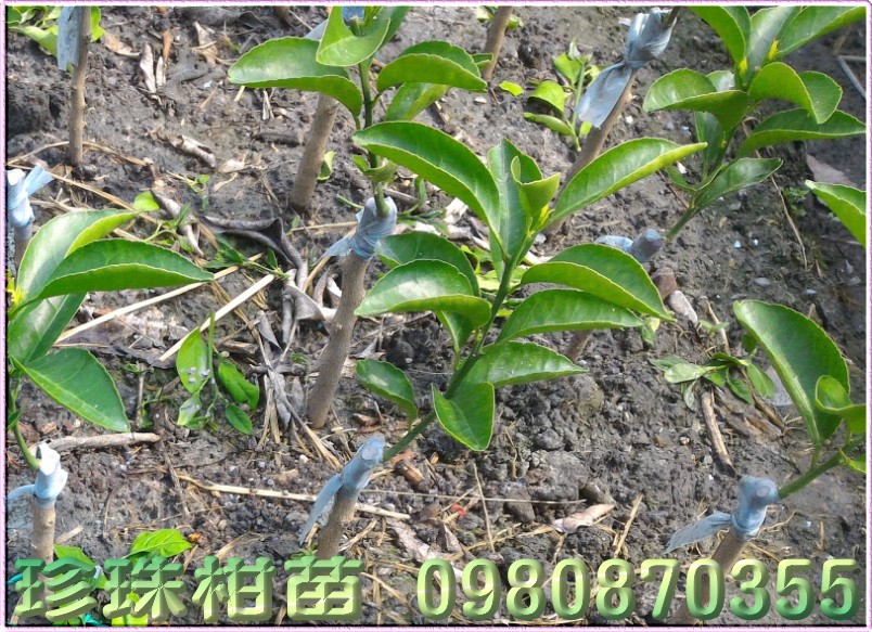 珍珠柑苗,0980870355,林聯肯,森聯茂種苗園,珍珠柑樹苗,珍珠柑果苗,珍珠柑種苗,珍珠柑苗買賣,珍珠柑苗批發