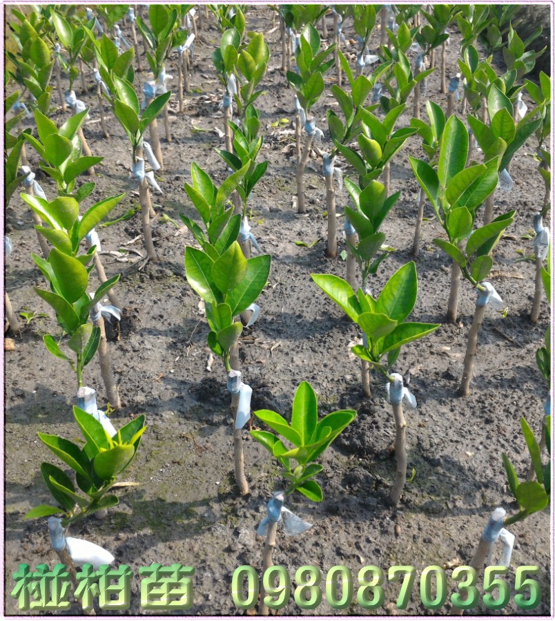 椪柑苗,0980870355,林聯肯,森聯茂種苗園,椪柑樹苗,椪柑果苗,椪柑種苗,椪柑苗買賣,椪柑苗批發