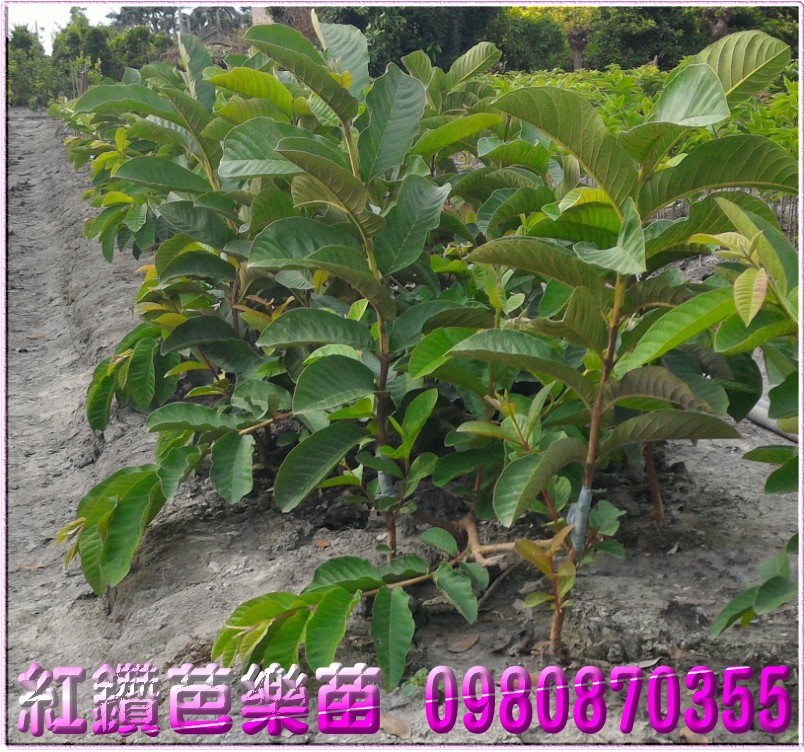 紅鑽芭樂苗,紅鑽芭樂樹苗,紅鑽芭樂果苗,紅鑽芭樂幼苗,0980870355,林聯肯,森聯茂種苗園,紅鑽芭樂苗買賣,紅鑽芭樂苗批發,芭樂苗,土芭樂苗