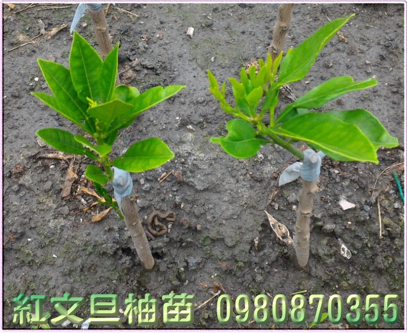 紅文旦柚苗,紅文旦苗