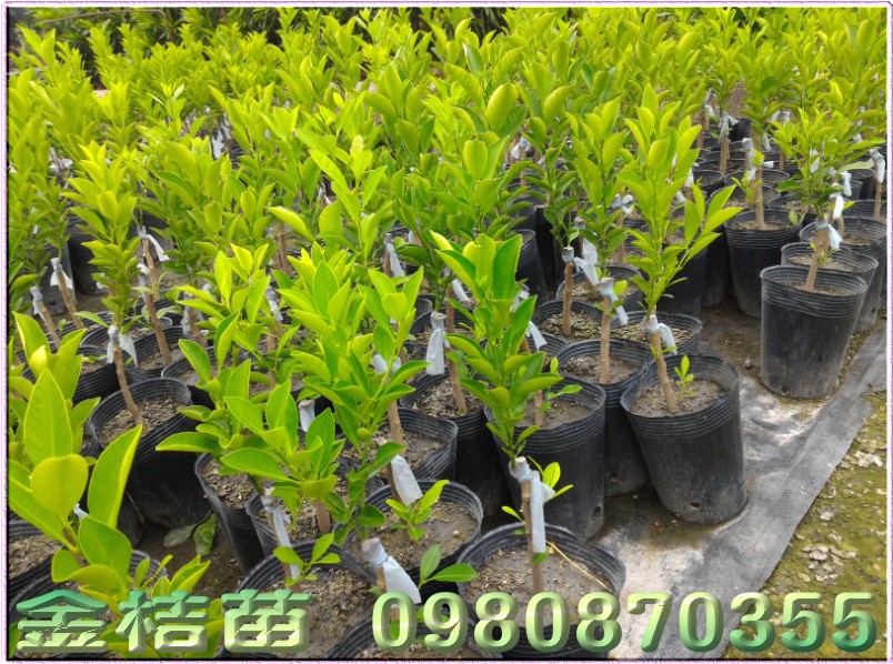 金桔苗,四季桔苗,四季金桔苗,0980870355,林聯肯,森聯茂種苗園,金桔樹苗,四季桔樹苗,金桔苗買賣,四季桔苗買賣,金桔苗批發,四季桔苗批發