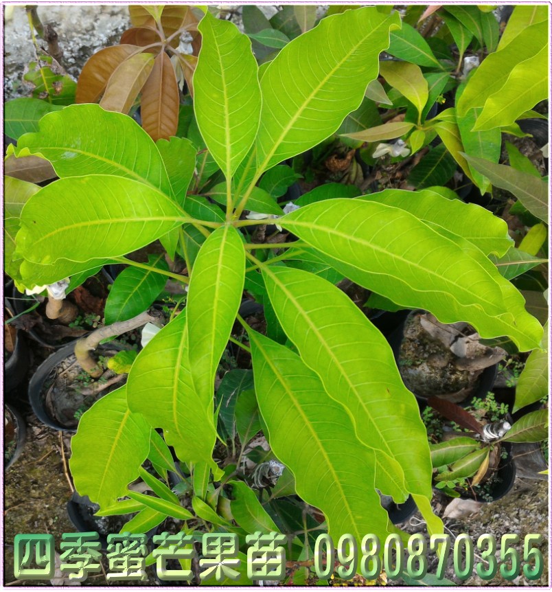 四季蜜芒果苗,四季蜜芒果樹苗,0980870355,林聯肯,森聯茂種苗園,四季蜜芒果苗出售,四季蜜芒果種苗,四季蜜芒果果苗,芒果樹苗,芒果種苗,芒果果苗,芒果苗買賣,芒果苗批發