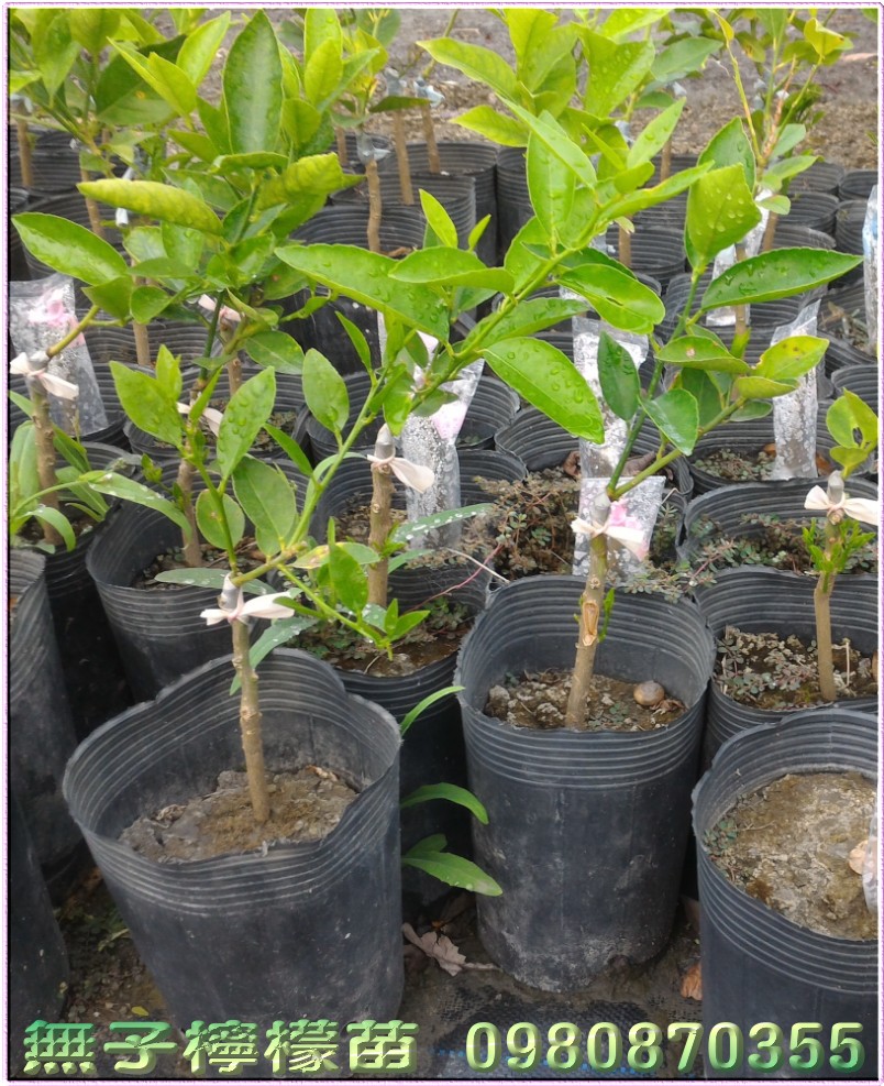 無子檸檬苗,無籽檸檬苗,0980870355,林聯肯,森聯茂種苗園,無子檸檬樹苗,無籽檸檬樹苗,檸檬苗,無子檸檬苗買賣,無籽檸檬苗買賣,無子檸檬苗批發,無籽檸檬苗批發