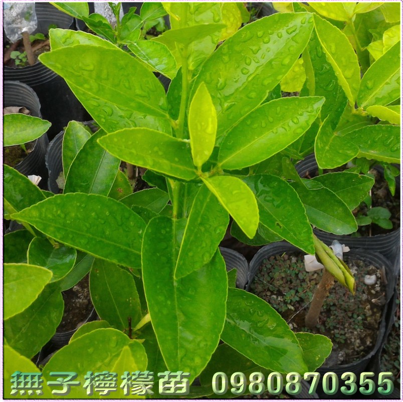 無子檸檬苗,無籽檸檬苗,檸檬苗,無子檸檬苗買賣,無籽檸檬苗買賣,無子檸檬苗批發,無籽檸檬苗批發