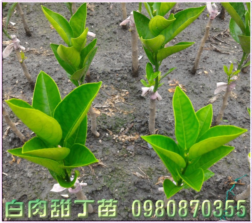 白肉甜丁苗,0980870355,林聯肯,森聯茂種苗園,白肉甜丁樹苗,白肉甜丁果苗,白肉甜丁種苗,白肉甜丁苗買賣,白肉甜丁苗批發