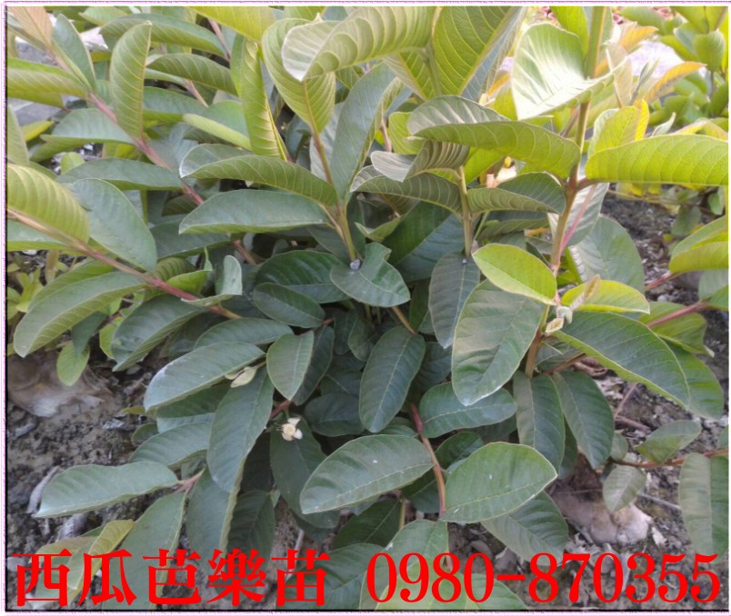 西瓜芭樂苗,西瓜芭樂樹苗,西瓜芭樂果苗,西瓜芭樂幼苗,0980870355,林聯肯,森聯茂種苗園,西瓜芭樂苗買賣,西瓜芭樂苗批發,芭樂苗,土芭樂苗