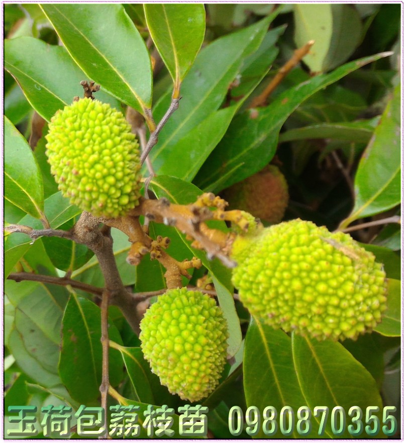 玉荷包荔枝苗,0980870355,林聯肯,森聯茂種苗園,玉荷包荔枝樹苗,玉荷包荔枝果苗,玉荷包荔枝種苗,玉荷包荔枝苗買賣,玉荷包荔枝苗批發,荔枝苗,荔枝樹苗,荔枝苗買賣,荔枝苗批發