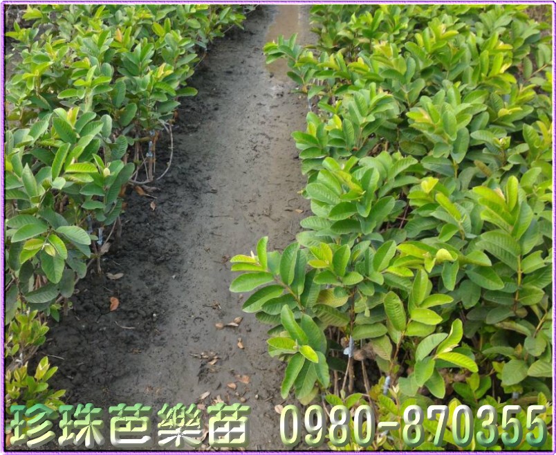 0980870355,林聯肯,森聯茂種苗園