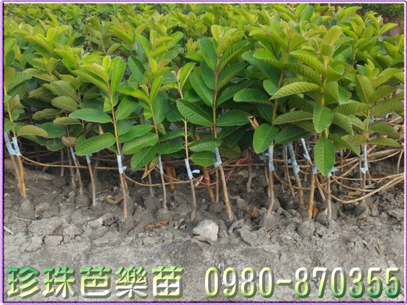 珍珠芭樂苗批發