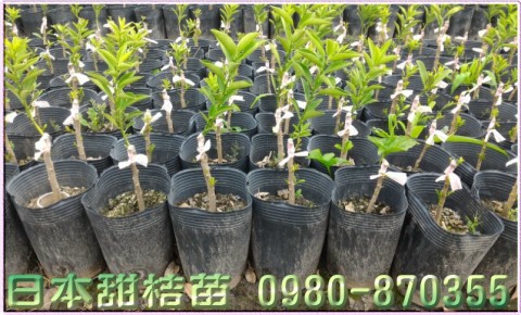 日本甜桔苗,甜桔苗,0980870355,林聯肯,森聯茂種苗園行動版網頁,日本甜桔種苗,日本甜桔果苗,日本甜桔樹苗,日本甜桔苗買賣,日本甜桔苗批發