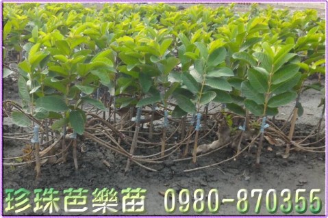 珍珠芭樂苗,珍珠芭樂樹苗,珍珠芭樂果苗,珍珠芭樂幼苗,0980870355,林聯肯,森聯茂種苗園行動版網頁,珍珠芭樂苗買賣,珍珠芭樂苗批發,芭樂苗,土芭樂苗