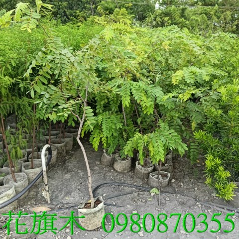 花旗木、盆栽、泰國櫻花,歡迎光臨批發買賣。