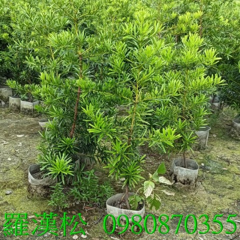 羅漢松、作為觀賞植物，適合庭園景觀、盆景種植，並能提供居家隱私與美化空間。歡迎光臨批發買賣。