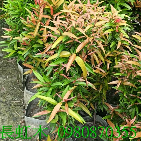 長虹木、盆栽、批發買賣。