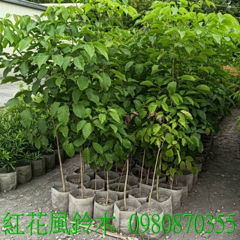 紅花風鈴木、景觀樹,歡迎光臨批發買賣。