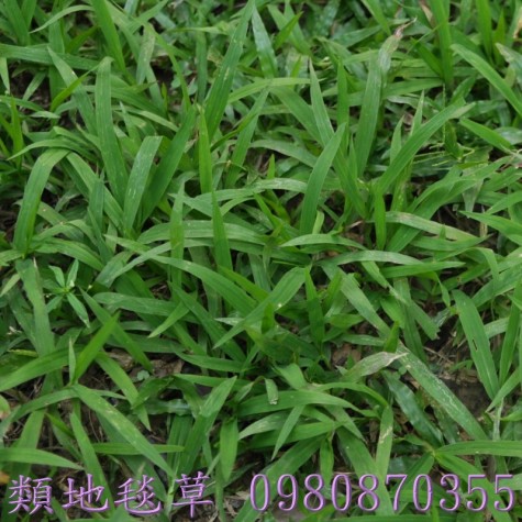 南投草皮買賣,百慕達草,草皮買賣,雲林草皮買賣