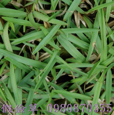 便宜草皮買賣,巴西地毯草,草皮買賣,農用草皮買賣