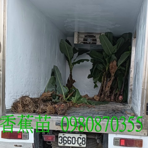 位於彰化縣永靖鄉,森聯茂果樹苗種苗園,0980870355.專業經營:香蕉苗
