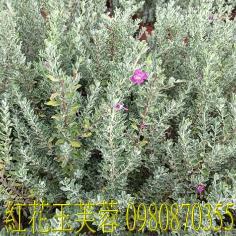 紅花玉芙蓉、作為觀賞植物，適合庭園景觀、盆景種植，並能提供居家隱私與美化空間。歡迎光臨批發買賣。