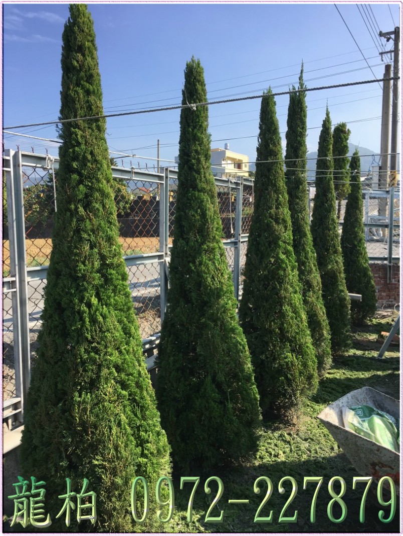 柏霖園,陳宥霖0972-227879,龍柏,龍柏樹苗,大型龍柏盆栽,買賣,批發