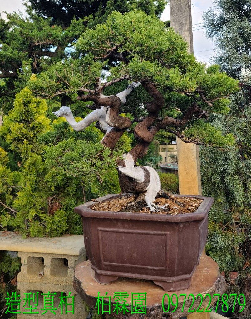 柏霖園,陳宥霖0972-227879,造型真柏盆景,塑型真柏樹,造型真柏盆栽,拍賣,買賣,批發