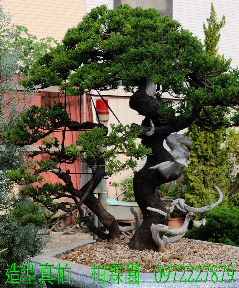 柏霖園,陳宥霖0972-227879,造型真柏盆景,塑型真柏樹,造型真柏盆栽,拍賣,買賣,批發