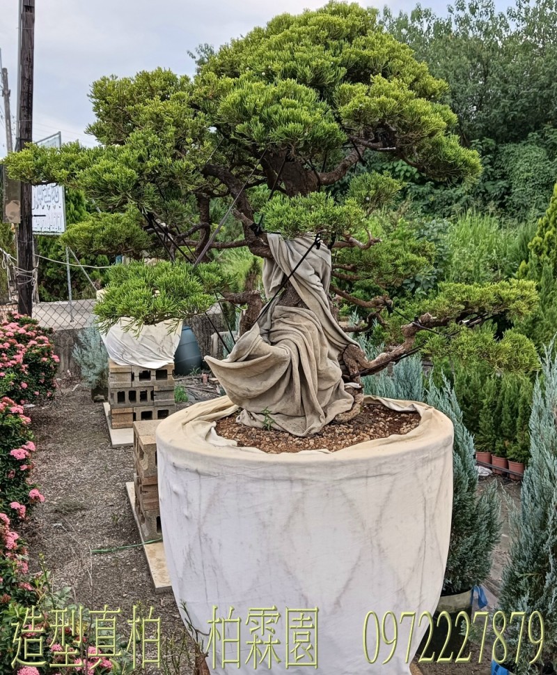 柏霖園,陳宥霖0972-227879,造型真柏盆景,買賣,批發