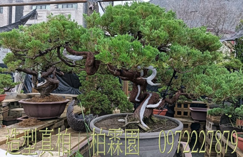 柏霖園,陳宥霖0972-227879,造型真柏盆景,買賣,批發