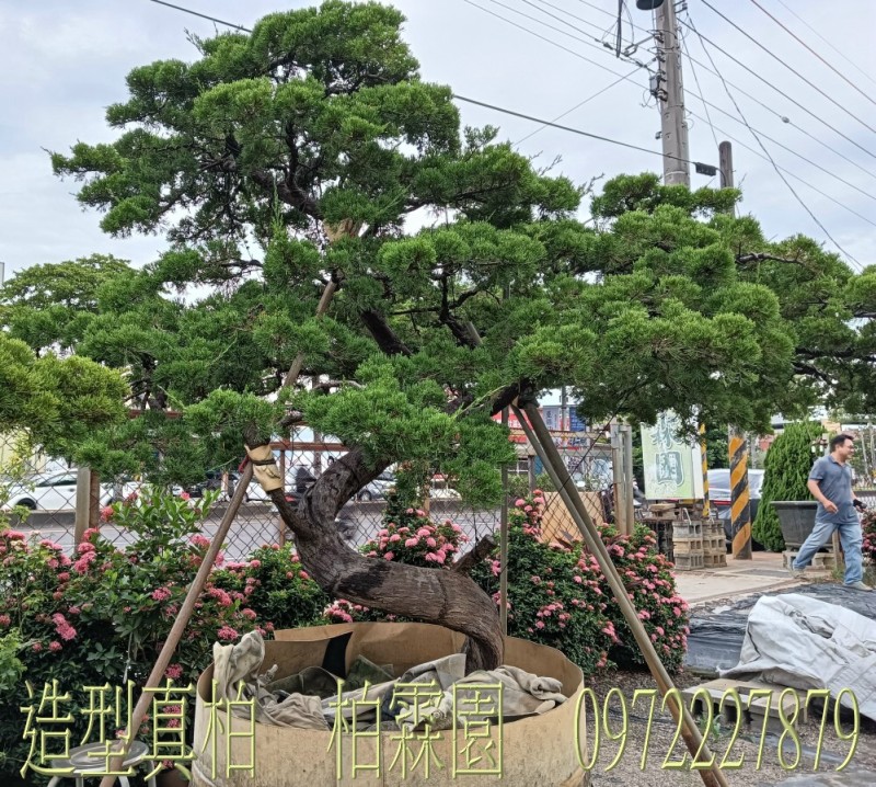 柏霖園,陳宥霖0972-227879,造型真柏盆景,買賣,批發