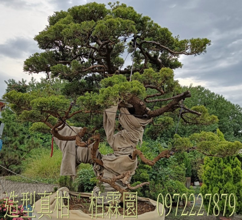 柏霖園,陳宥霖0972-227879,造型真柏盆景,買賣,批發