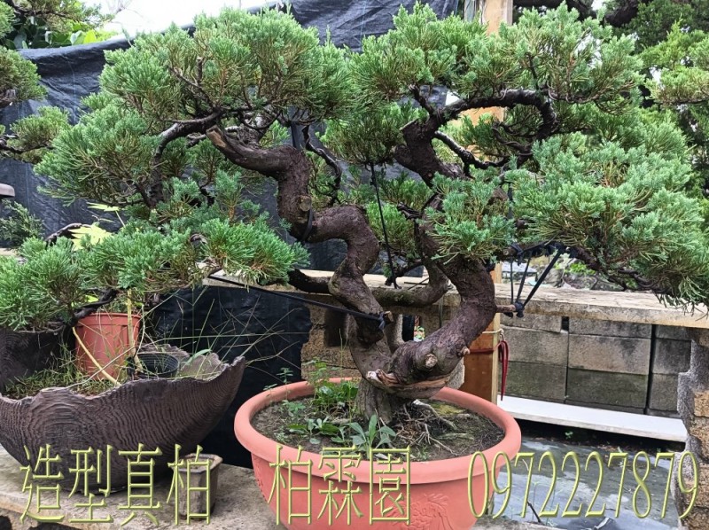 柏霖園,陳宥霖0972-227879,造型真柏盆景,買賣,批發