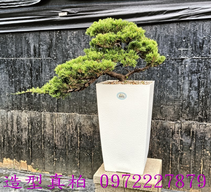 柏霖園,陳宥霖0972-227879,造型真柏盆景,塑型真柏樹,造型真柏盆栽,拍賣,買賣,批發