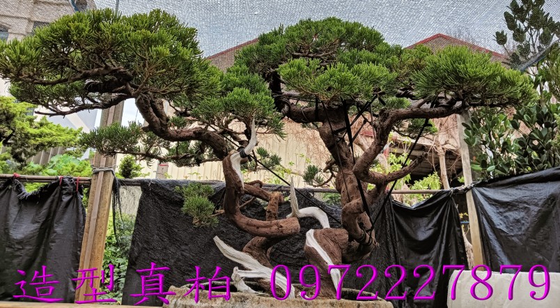柏霖園,陳宥霖0972-227879,造型真柏盆景,塑型真柏樹,造型真柏盆栽,拍賣,買賣,批發