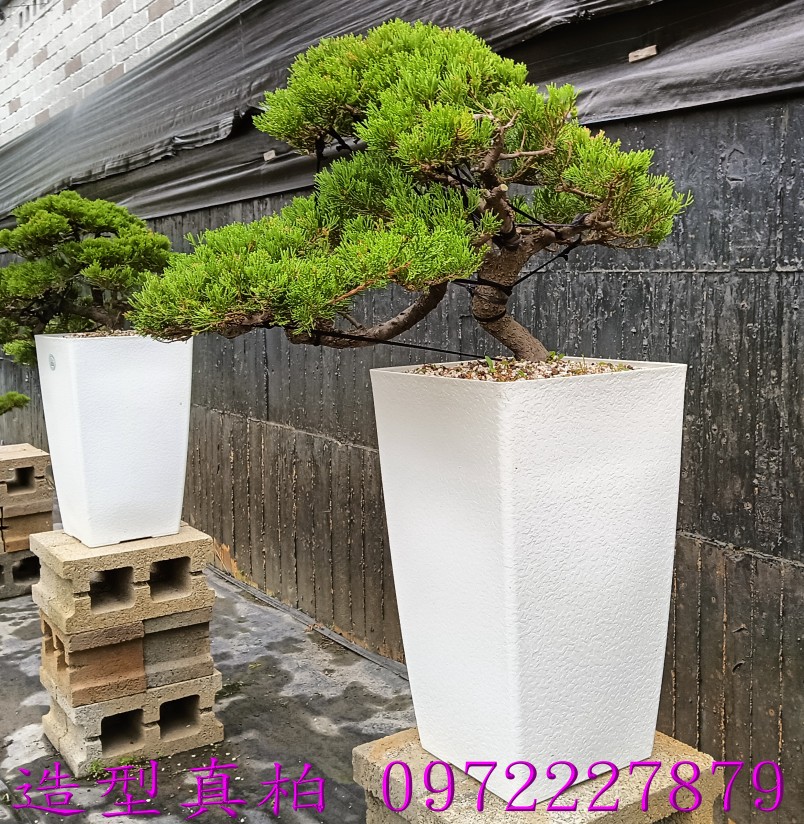 柏霖園,陳宥霖0972-227879,造型真柏盆景,塑型真柏樹,造型真柏盆栽,拍賣,買賣,批發