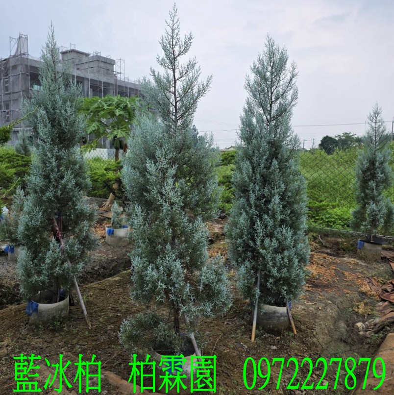 柏霖園,陳宥霖0972-227879,藍冰柏,藍冰柏樹,庭園樹,庭園樹苗,買賣,批發