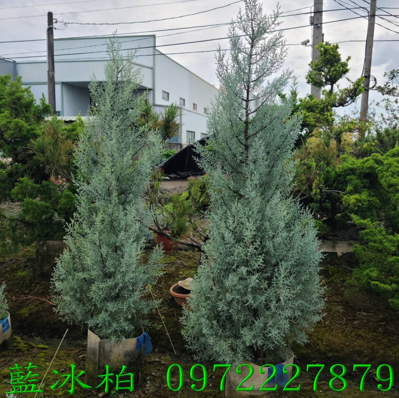 柏霖園,陳宥霖0972-227879,藍冰柏,藍冰柏樹,庭園樹,庭園樹苗,買賣,批發