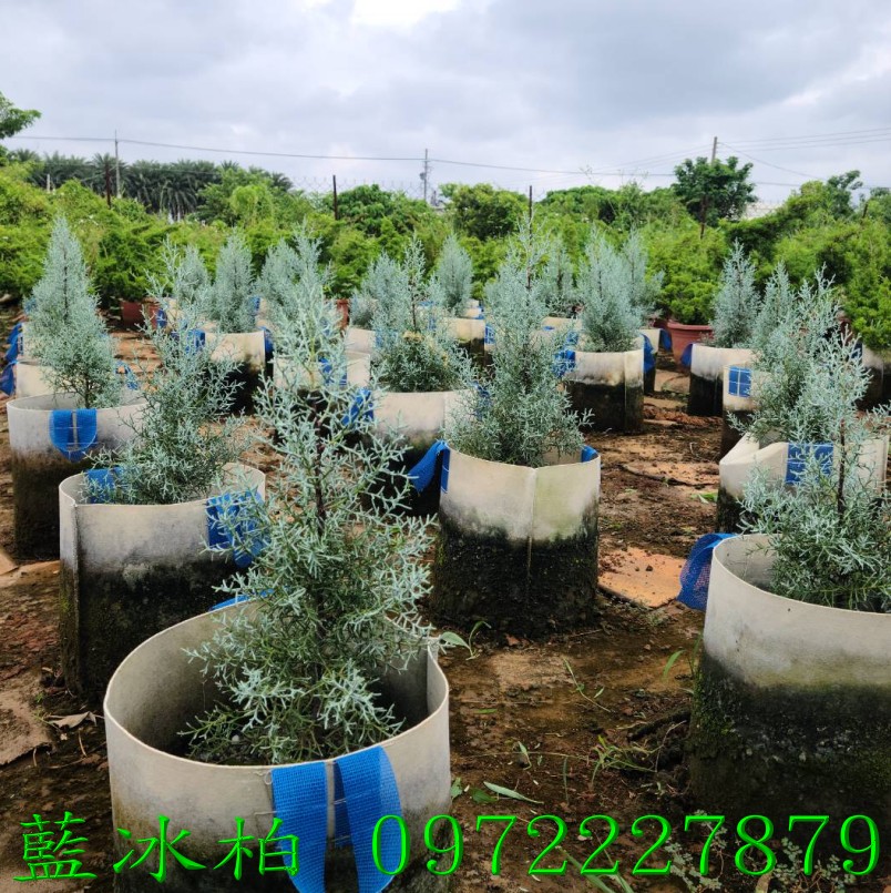 柏霖園,陳宥霖0972-227879,藍冰柏,藍冰柏樹,庭園樹,庭園樹苗,買賣,批發