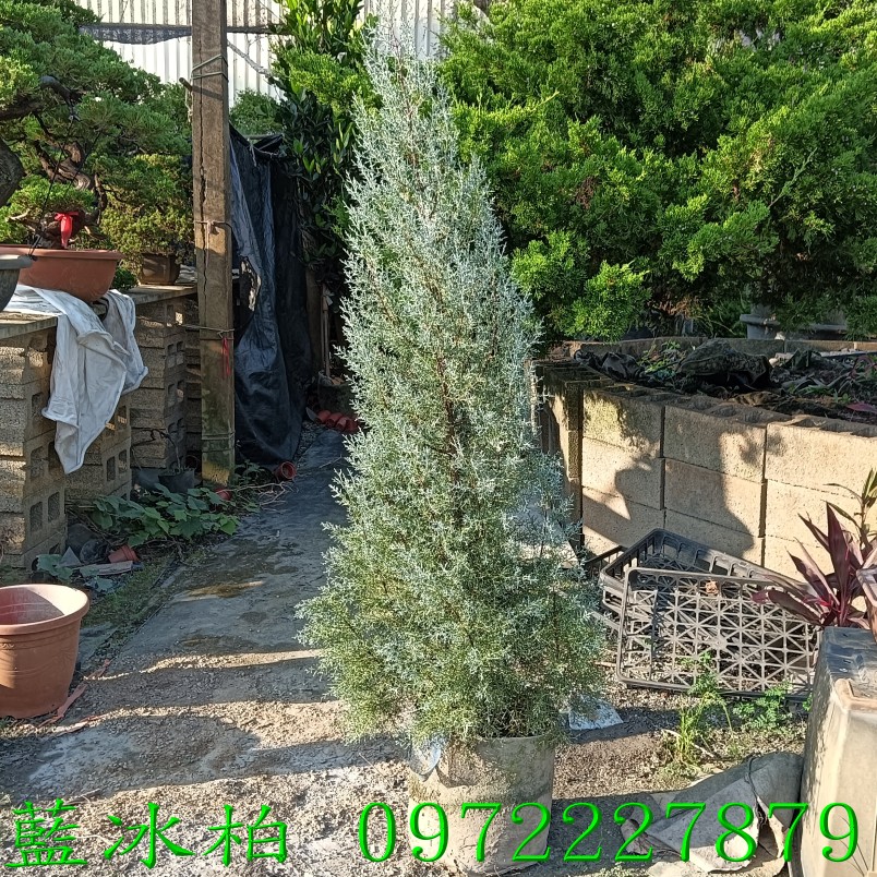 柏霖園,陳宥霖0972-227879,藍冰柏,藍冰柏樹,庭園樹,庭園樹苗,買賣,批發