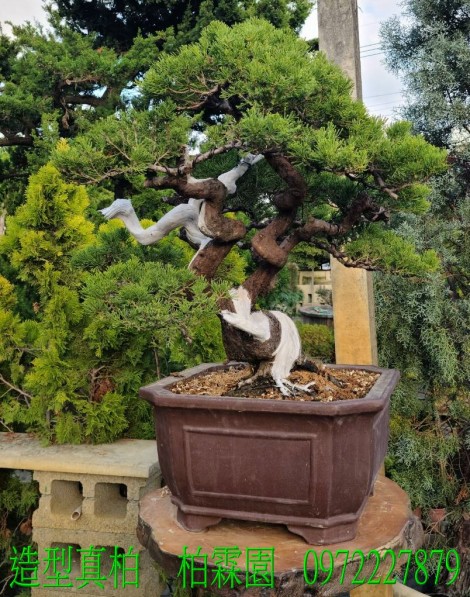 真柏,柏霖園行動版網頁,陳宥霖0972-227879,造型真柏盆景,庭園樹苗,買賣,批發
