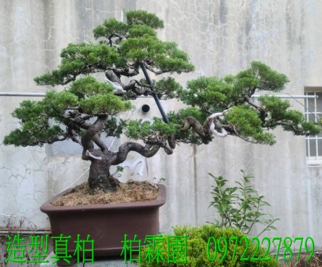 真柏,柏霖園行動版網頁,陳宥霖0972-227879,造型真柏盆景,庭園樹苗,買賣,批發
