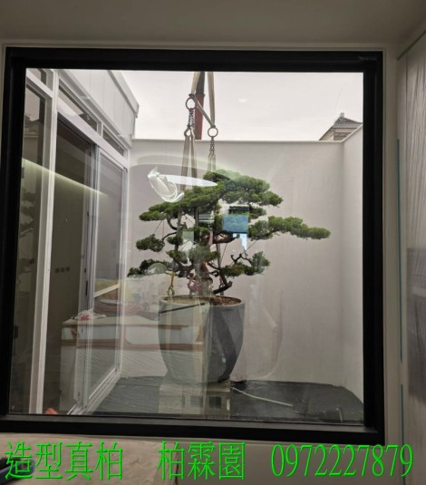 真柏,柏霖園行動版網頁,陳宥霖0972-227879,造型真柏盆景,庭園樹苗,買賣,批發