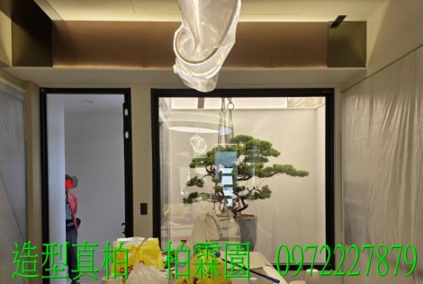 真柏,柏霖園行動版網頁,陳宥霖0972-227879,造型真柏盆景,庭園樹苗,買賣,批發