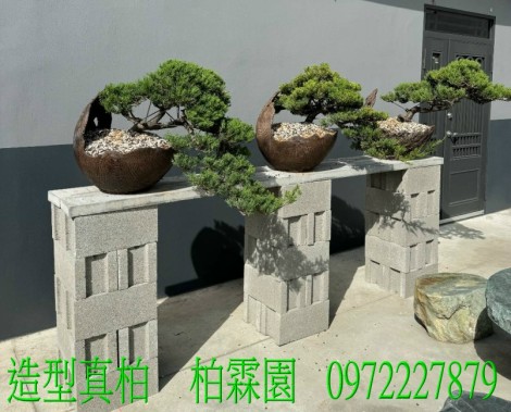 真柏,柏霖園行動版網頁,陳宥霖0972-227879,造型真柏盆景,庭園樹苗,買賣,批發